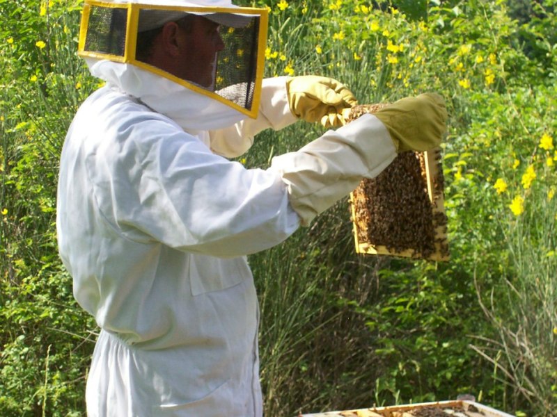 Installata a Riccione la quarta casina per le api